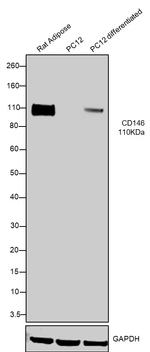 CD146 Antibody