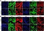 COX1 Antibody in Immunocytochemistry (ICC/IF)