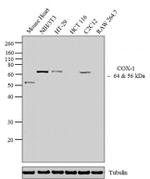 COX1 Antibody in Western Blot (WB)