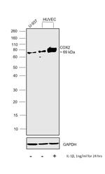 COX2 Antibody in Western Blot (WB)