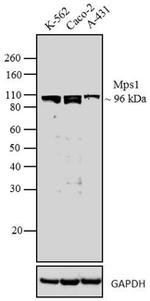 TTK Antibody in Western Blot (WB)