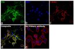 TTK Antibody in Immunocytochemistry (ICC/IF)