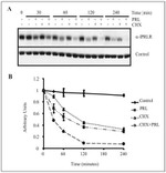 Prolactin Receptor Antibody in Western Blot (WB)