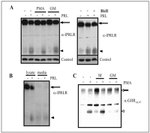 Prolactin Receptor Antibody in Western Blot (WB)