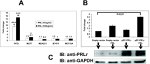 Prolactin Receptor Antibody in Western Blot (WB)