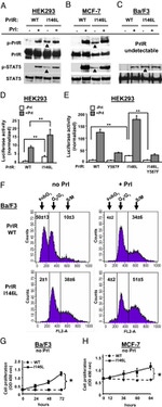 Prolactin Receptor Antibody in Western Blot (WB)