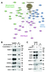 Nkx3.1 Antibody in Western Blot (WB)