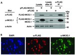 Nkx3.1 Antibody in Western Blot (WB)