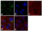 JNK1 Antibody in Immunocytochemistry (ICC/IF)