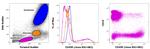 CD45R (B220) Antibody in Flow Cytometry (Flow)