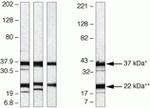 Syndecan 4 Antibody in Western Blot (WB)