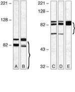 TLR4 Antibody in Western Blot (WB)