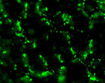 Connexin 36 Antibody in Immunocytochemistry (ICC/IF)