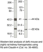 Claudin 4 Antibody in Western Blot (WB)