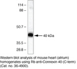 Connexin 40 Antibody in Immunoprecipitation (IP)