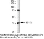 Aurora B Antibody in Western Blot (WB)