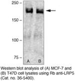 LRP5 Antibody in Western Blot (WB)