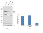 EZH2 Antibody in Western Blot (WB)