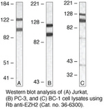 EZH2 Antibody in Western Blot (WB)