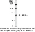 ATG12 Antibody in Western Blot (WB)