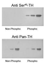 Phospho-Tyrosine Hydroxylase (Ser40) Antibody in Western Blot (WB)