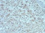 Interleukin-15 (IL-15) Antibody in Immunohistochemistry (Paraffin) (IHC (P))