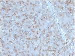 Interleukin-15 (IL-15) Antibody in Immunohistochemistry (Paraffin) (IHC (P))