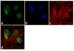 PEBP1 Antibody in Immunocytochemistry (ICC/IF)