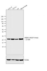 PEBP1 Antibody in Western Blot (WB)