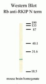 PEBP1 Antibody in Western Blot (WB)