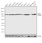 GRP94 Antibody in Western Blot (WB)