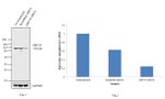 GRP94 Antibody