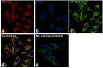 GRP94 Antibody in Immunocytochemistry (ICC/IF)