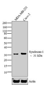 CD138 Antibody in Western Blot (WB)