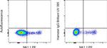 Syrian Hamster IgG Isotype Control in Flow Cytometry (Flow)