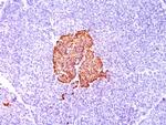 Insulin (beta-Cell and Insulinoma Marker) Antibody in Immunohistochemistry (Paraffin) (IHC (P))