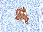 Insulin/IRDN (beta-Cell and Insulinoma Marker) Antibody in Immunohistochemistry (Paraffin) (IHC (P))