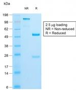 Insulin/IRDN Antibody in SDS-PAGE (SDS-PAGE)