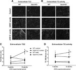 Syndecan 4 Antibody in Immunohistochemistry (IHC)