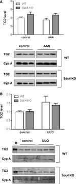 Syndecan 4 Antibody in Western Blot (WB)