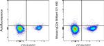 Mouse IgG2a kappa Isotype Control in Flow Cytometry (Flow)