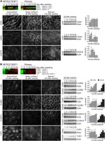 ZO-3 Antibody in Immunocytochemistry (ICC/IF)