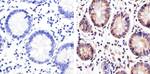 ZO-3 Antibody in Immunohistochemistry (Paraffin) (IHC (P))