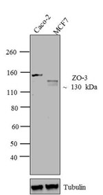 ZO-3 Antibody in Western Blot (WB)