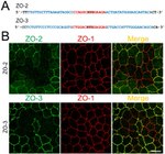 ZO-2 Antibody in Immunocytochemistry (ICC/IF)