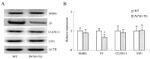 Claudin 11 Antibody in Western Blot (WB)