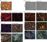 Claudin 11 Antibody in Immunocytochemistry (ICC/IF)