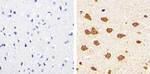 Claudin 11 Antibody in Immunohistochemistry (Paraffin) (IHC (P))