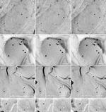 ZONAB Antibody in Immunomicroscopy (IM)