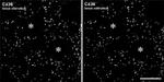 Connexin 36 Antibody in Immunohistochemistry (IHC)